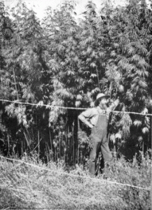 1903 Hemp production in the US