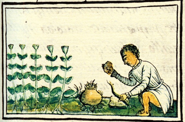 Høsting og produksjon Cannabis av Cannabis i gamledager