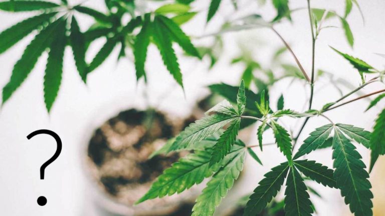 Hvorfor virker ikke CBD på meg?