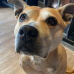 PETS CBD Drops 10%