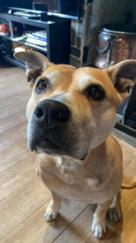 PETS CBD Drops 10% photo review