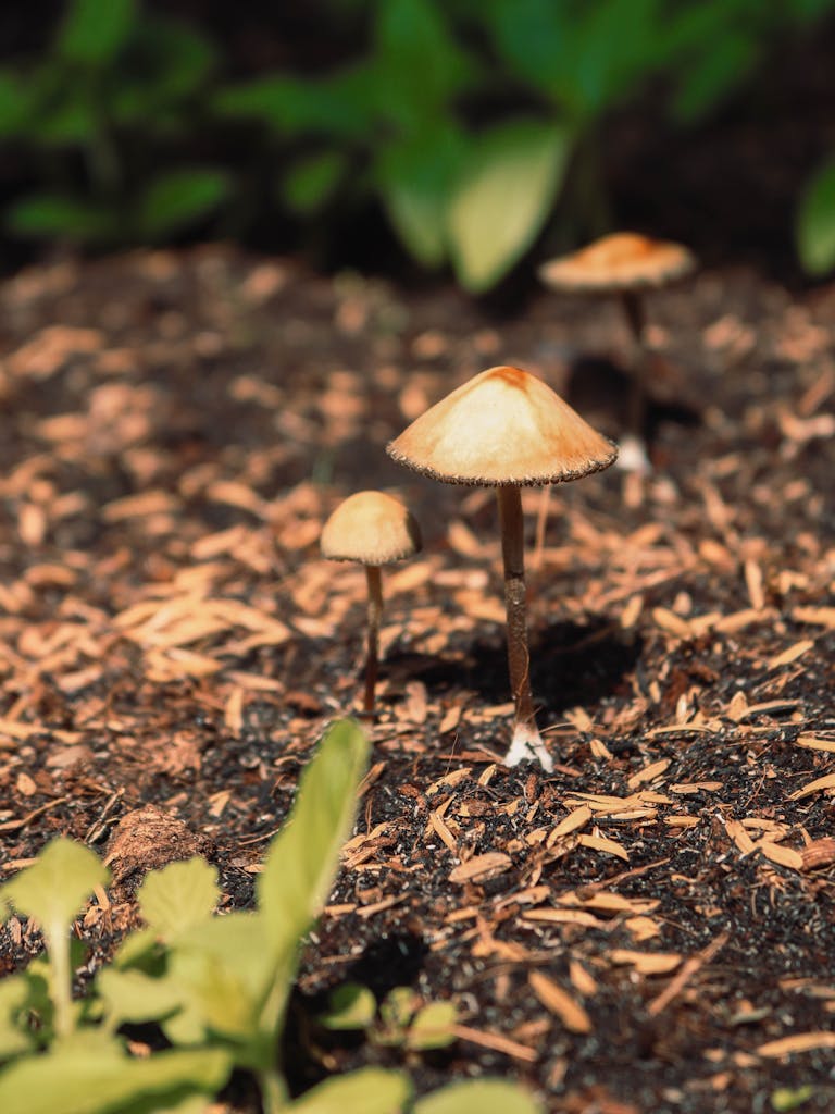 Detailed view of small brown mushrooms growing on forest floor, surrounded by organic soil.